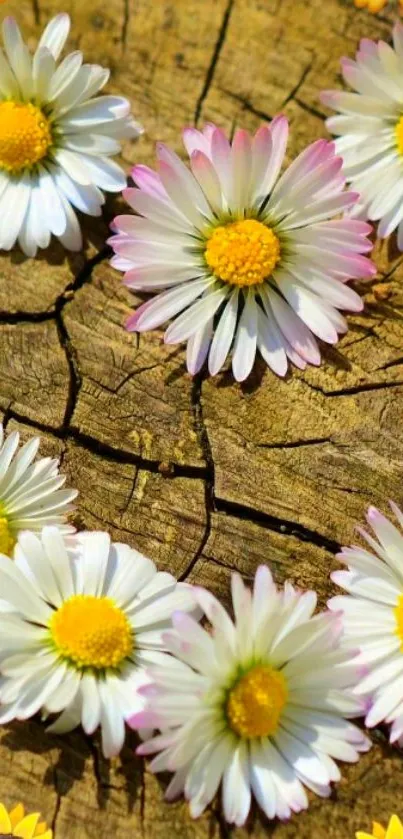 Daisy and sunflower arrangement on rustic wooden background wallpaper.