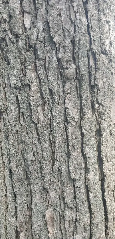 Close-up of rustic gray bark texture.