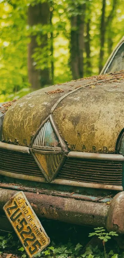 Charming vintage car surrounded by forest greenery.