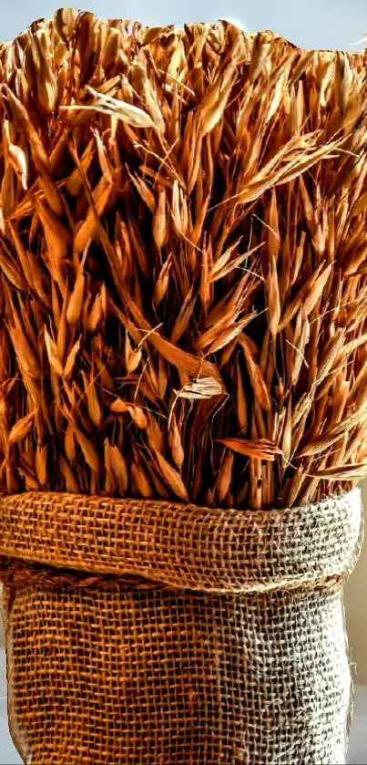 Rustic wheat bundle wrapped in burlap on display.