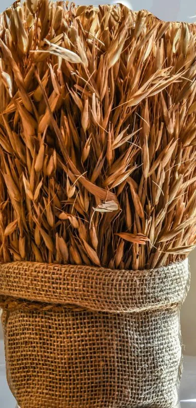 Rustic wheat bundle in burlap on a light background.