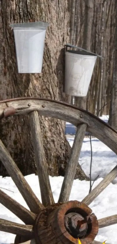 Rustic wagon wheel with snow-laden trees and sap buckets.