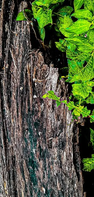 Mobile wallpaper featuring rustic wood and vibrant green foliage.