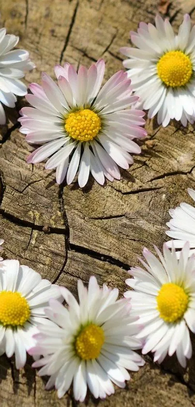 Rustic wood with scattered white daisies.