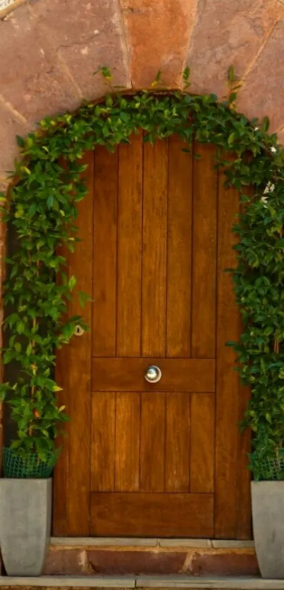 Rustic wooden door with green plants around.