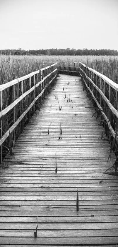 Black and white photo of a wooden pathway leading into nature.