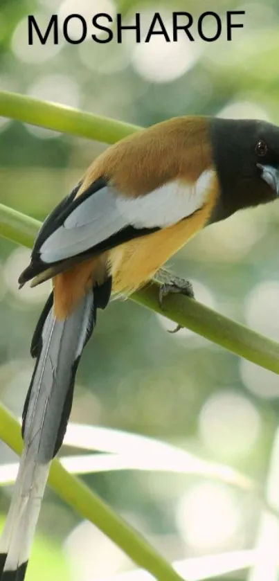 Rusty-fronted bird perched on a green branch.