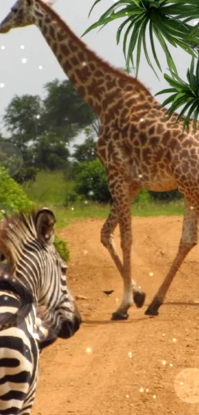 Giraffe and zebras on a safari road with lush greenery.