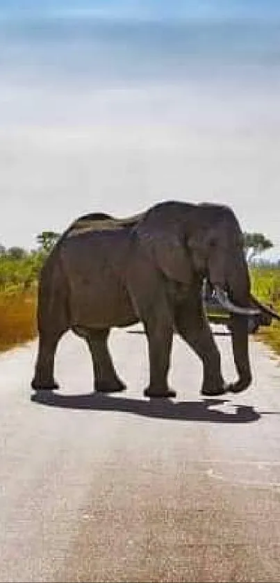 Safari scene with elephant crossing a road under a clear sky.