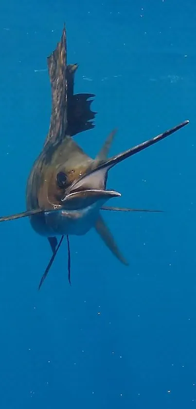 Sailfish swimming underwater with a blue ocean background.