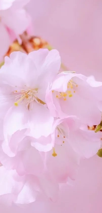 Soft pink Sakura blossoms in full bloom on a mobile phone wallpaper.