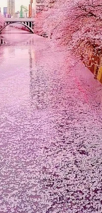 Cherry blossom petals floating on a river, creating a serene and scenic view.