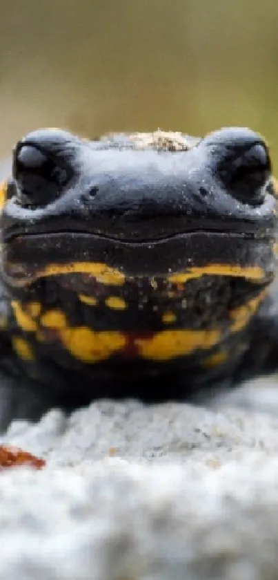 Close-up of salamander on rock with vibrant yellow markings.