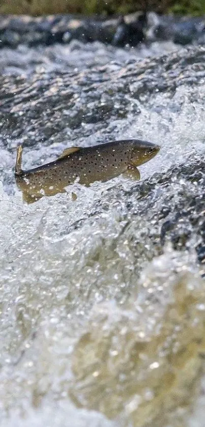 Salmon leaping through rapid waters with splashing waves.