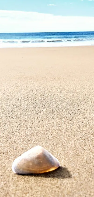 Seashell on a serene sandy beach with ocean in the background.