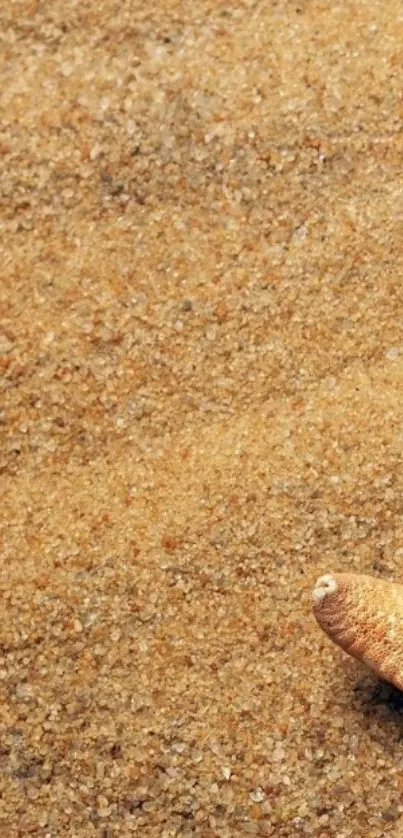 Sandy beach wallpaper with starfish detail.