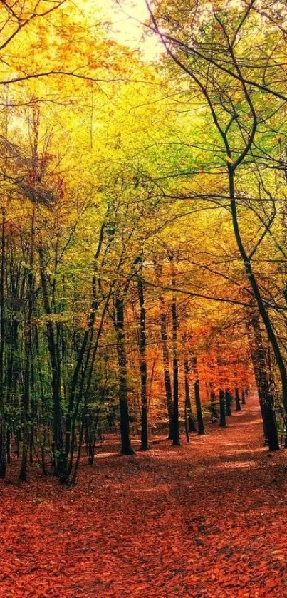 Vibrant autumn forest path with colorful leaves and trees.