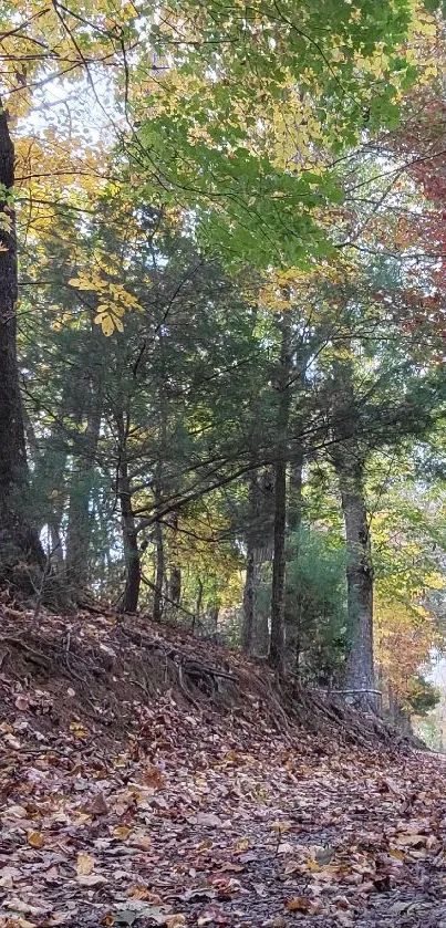 A scenic autumn forest path with colorful leaves on the ground.