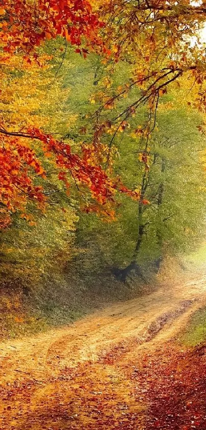 A beautiful forest path in autumn with orange and red leaves.