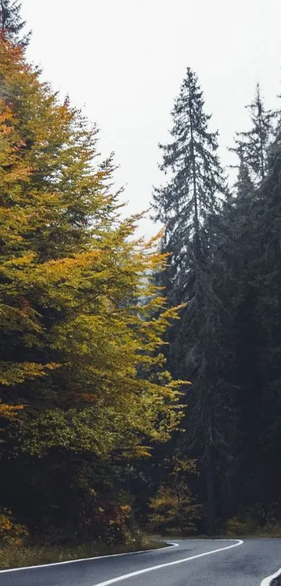 Winding road through autumn forest with vibrant foliage.