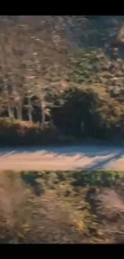 Scenic autumn road with lush foliage.