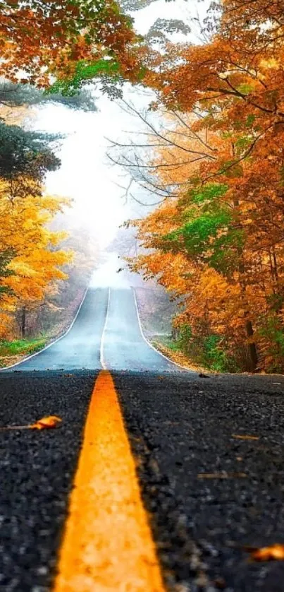 Road through autumn trees with colorful leaves.