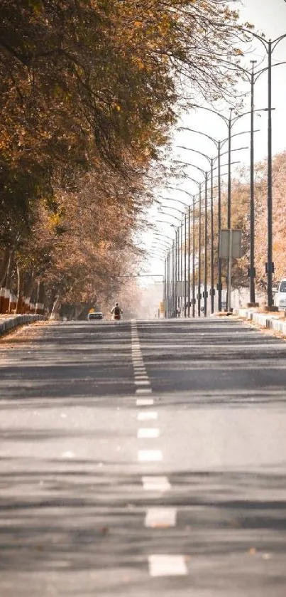 Tree-lined road in autumn with clear sky.