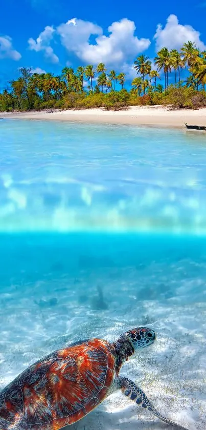 Beautiful beach with turtle in azure waters under a clear blue sky.