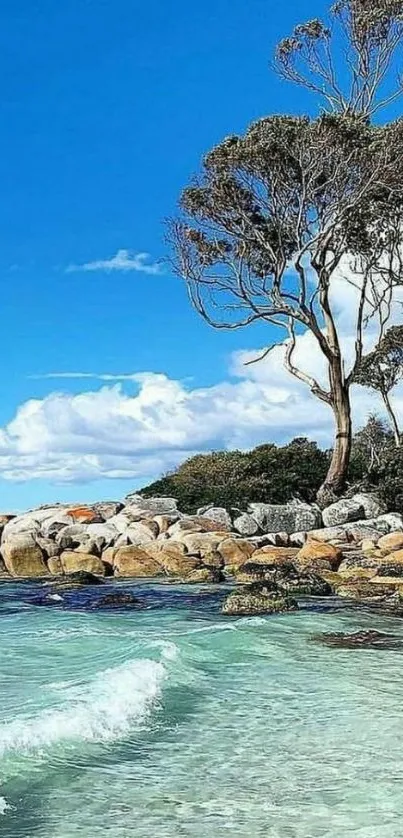 Clear beach with blue sky and trees wallpaper.