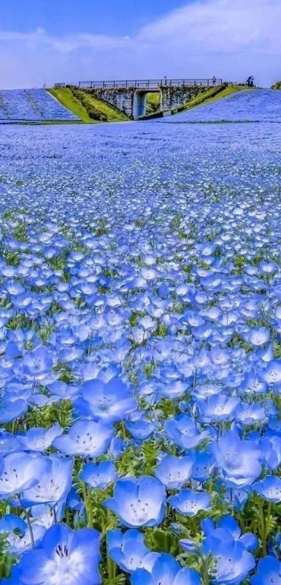 Field of blue flowers under a clear sky, showcasing natural beauty and tranquility.