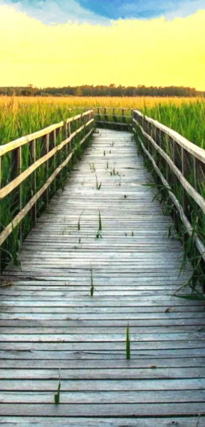 Scenic boardwalk at sunset surrounded by lush greenery.