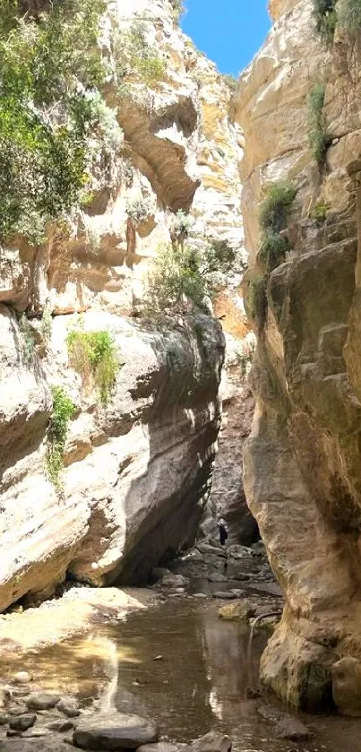 A scenic view of a sunlit canyon with rugged rock formations and lush greenery.