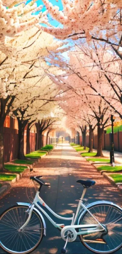 A serene pathway lined with cherry blossom trees and a bike under a sunny sky.