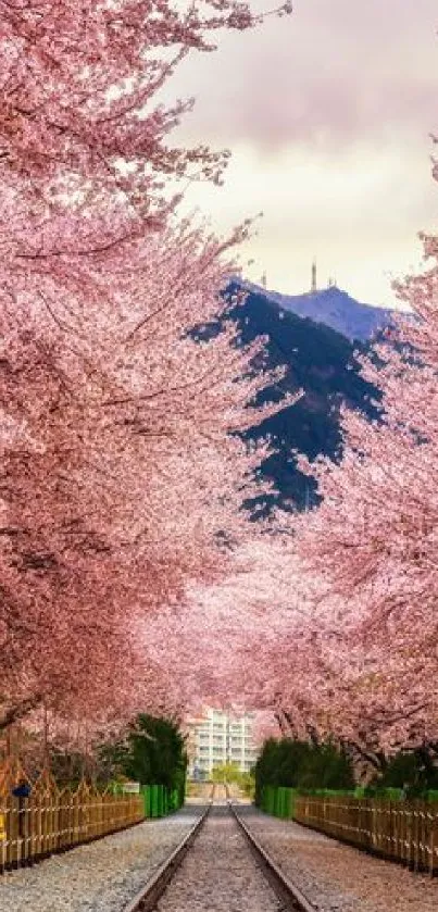 Cherry blossom trees lining a scenic railroad path with a mountain in the background.