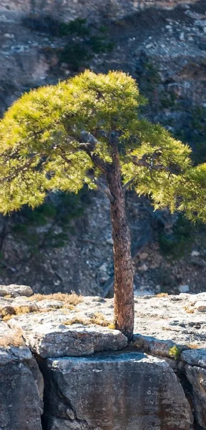 Lone tree standing atop a rocky cliff in serene nature setting.