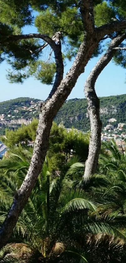 Coastal landscape with pine tree view.