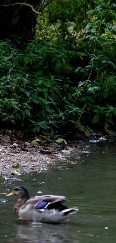 Serene landscape with ducks on a pond surrounded by lush greenery.