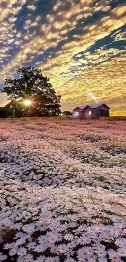 Sunset over a daisy field with a lone tree and rustic cottages.