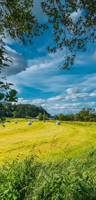 Serene field under a bright blue sky with scattered clouds, framed by leafy branches.