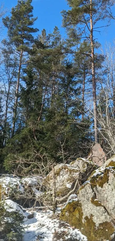 Forest landscape with tall trees and a clear blue sky.