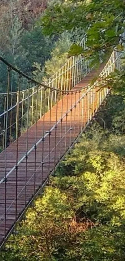 Scenic wooden bridge in lush green forest.