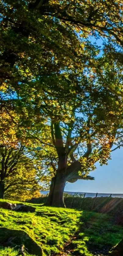 Forest scene with green trees and sunlight for mobile wallpaper.