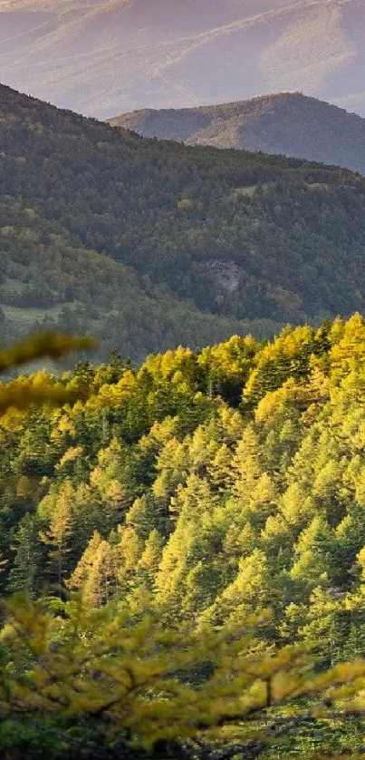 Serene mountain forest under sunlight.