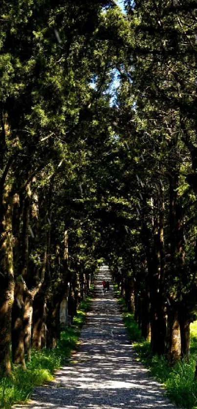 A scenic forest path enveloped in lush, green tree arches.