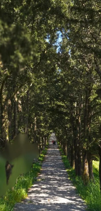 A tranquil forest path under a canopy of lush green trees.