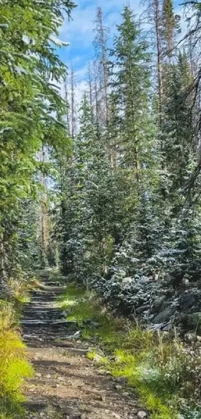 Scenic forest path with trees and blue sky background.