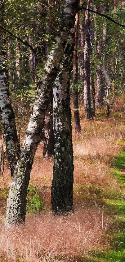 Scenic forest path with trees and greenery, ideal for nature lovers.