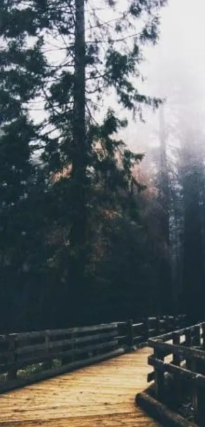 A tranquil forest path through tall trees.