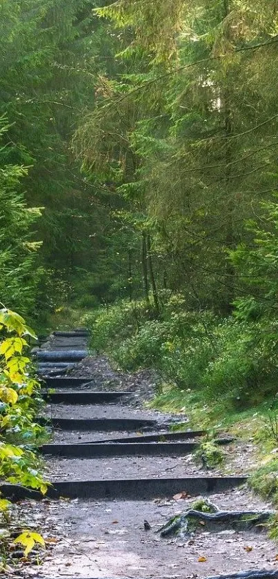 Pathway through lush forest, peaceful nature scene.