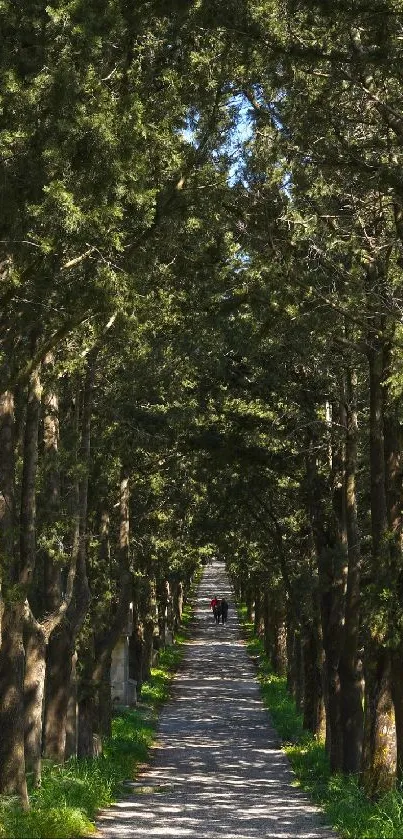 Serene forest pathway with lush green trees.